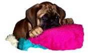 Click here to send a Bullmastiff Puppy Inquiry to Listed Breeders!