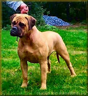 Albertapride Bullmastiffs - Cassie at 8 months old