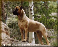 Current Representation of the Bullmastiff in the late 1900s.