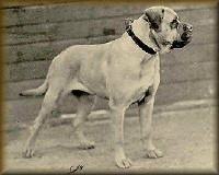 AKC Representation of the Bullmastiff in the early 1900s.